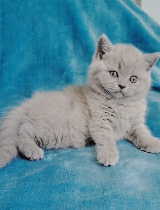 Fêmea British Shorthair lilac