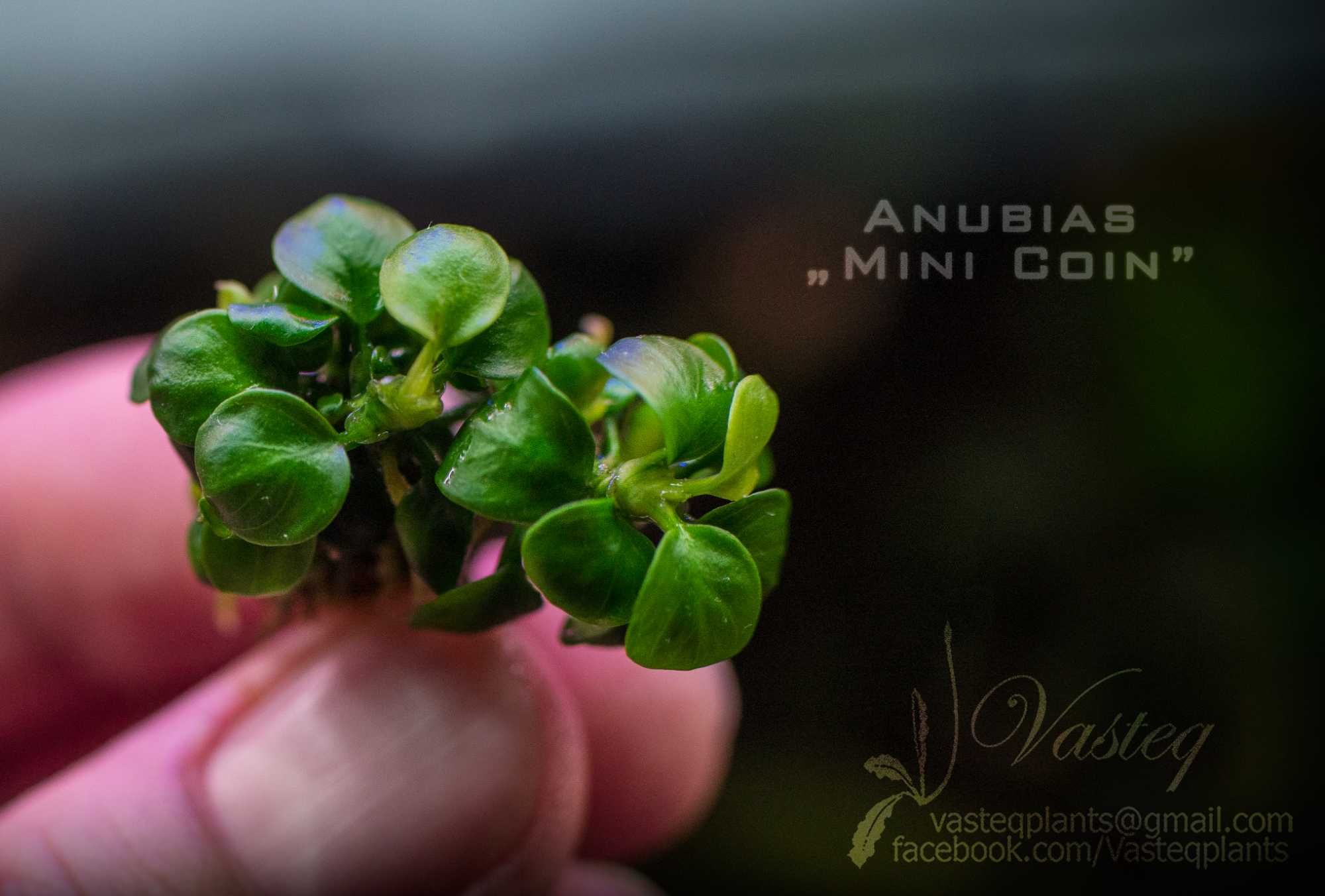 Anubias sp.  „Mini Coin” jeden z najmniejszych Rarytas