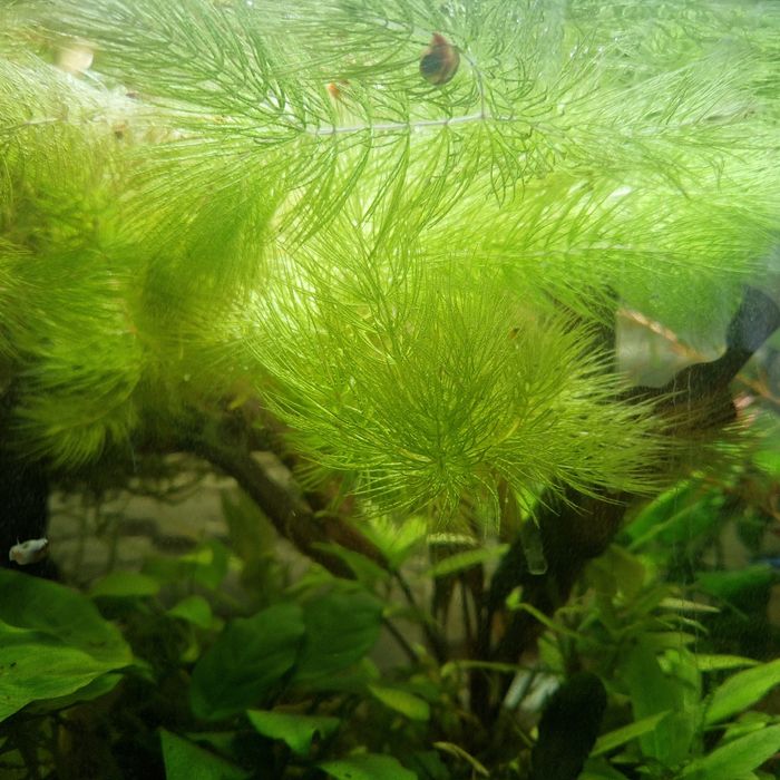 Rogatek, ładna kępa, sadzonka Lotos Taiwan gratis