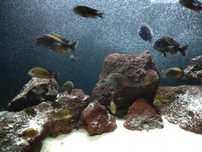 Ryby Tropheus Bemba