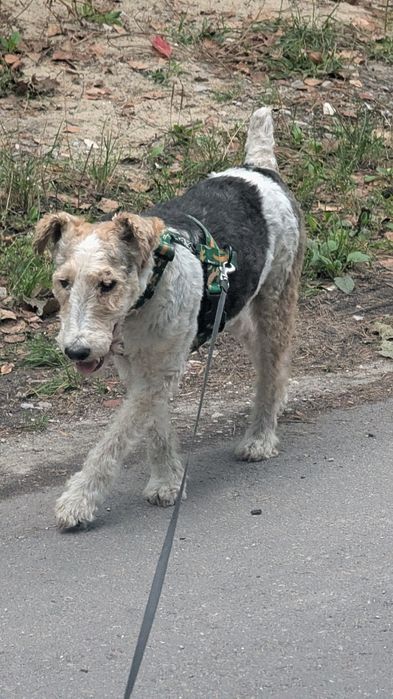 Aster szuka domu !!!