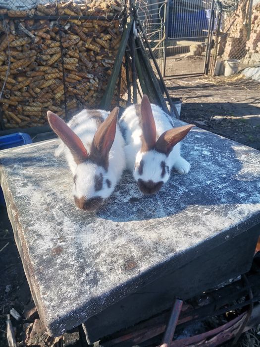 Кролі кролики строкач