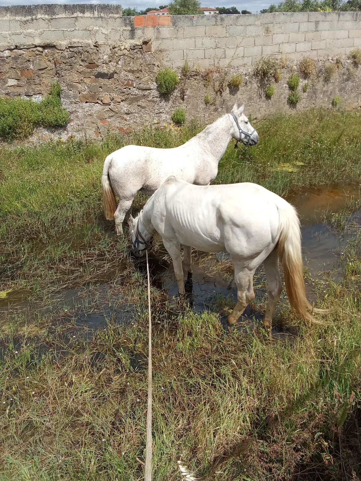 Vendo o cavalo vendo égua está muito a montada está para venda