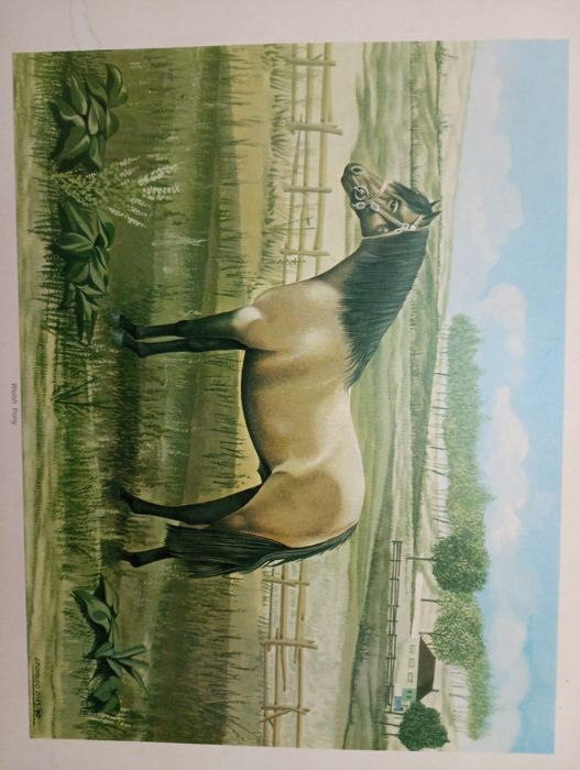 Antiga Serigrafia / litografia-1980- Vintage -"Welsh Pony"