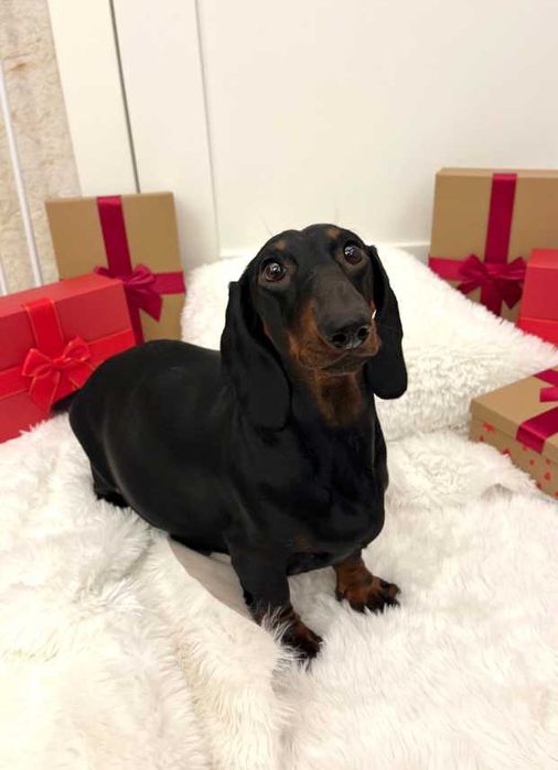 Jamnik standardowy krótkowłosy ZKwP  FCI merle / czarny podpalany