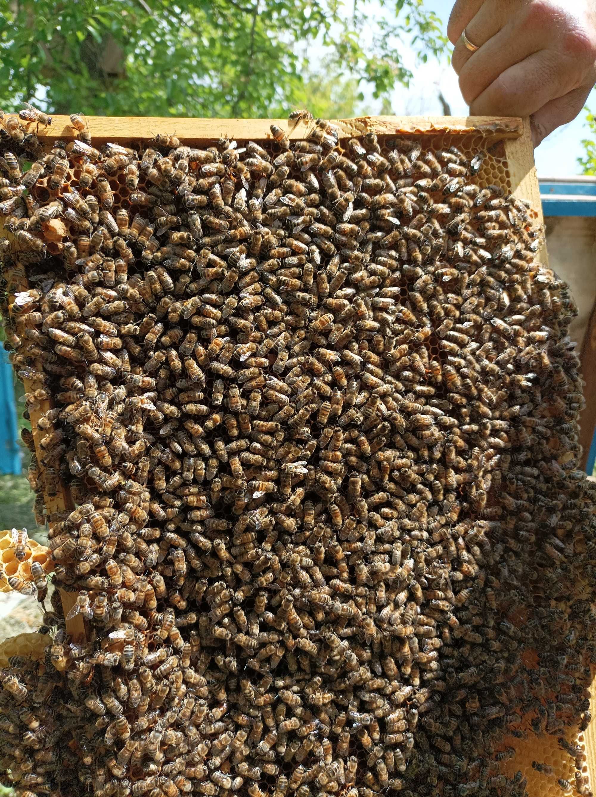 Продам бджолину сім'ю