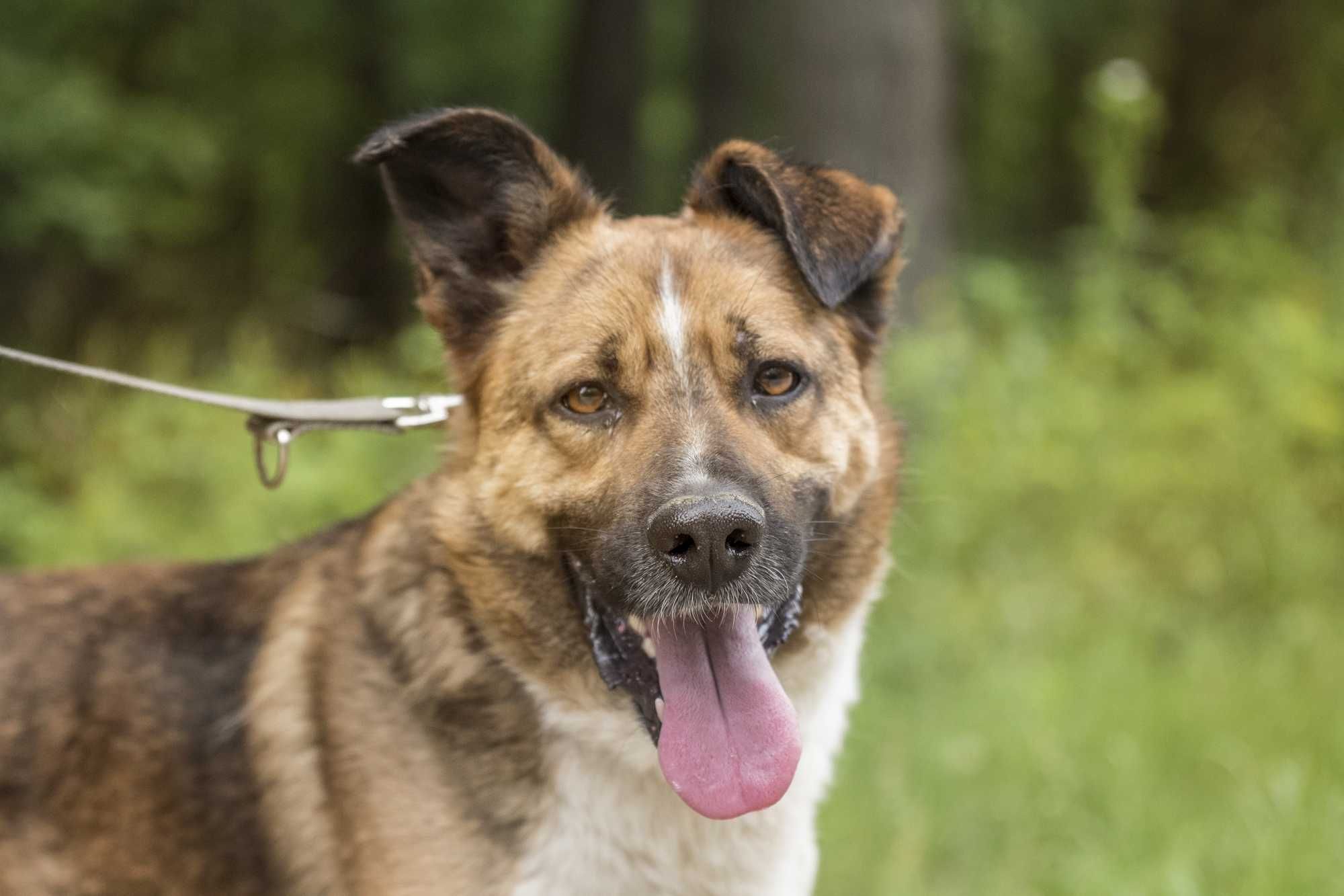 Stich - pięknie umaszczony, posłuszny, cudowny psiak do adopcji