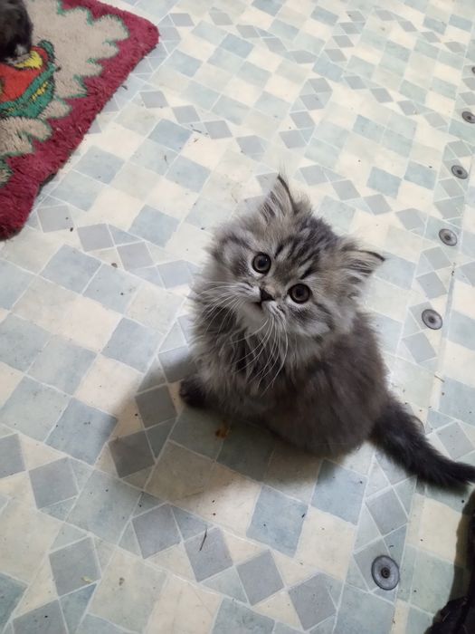 Zjawiskowy kocurek perski