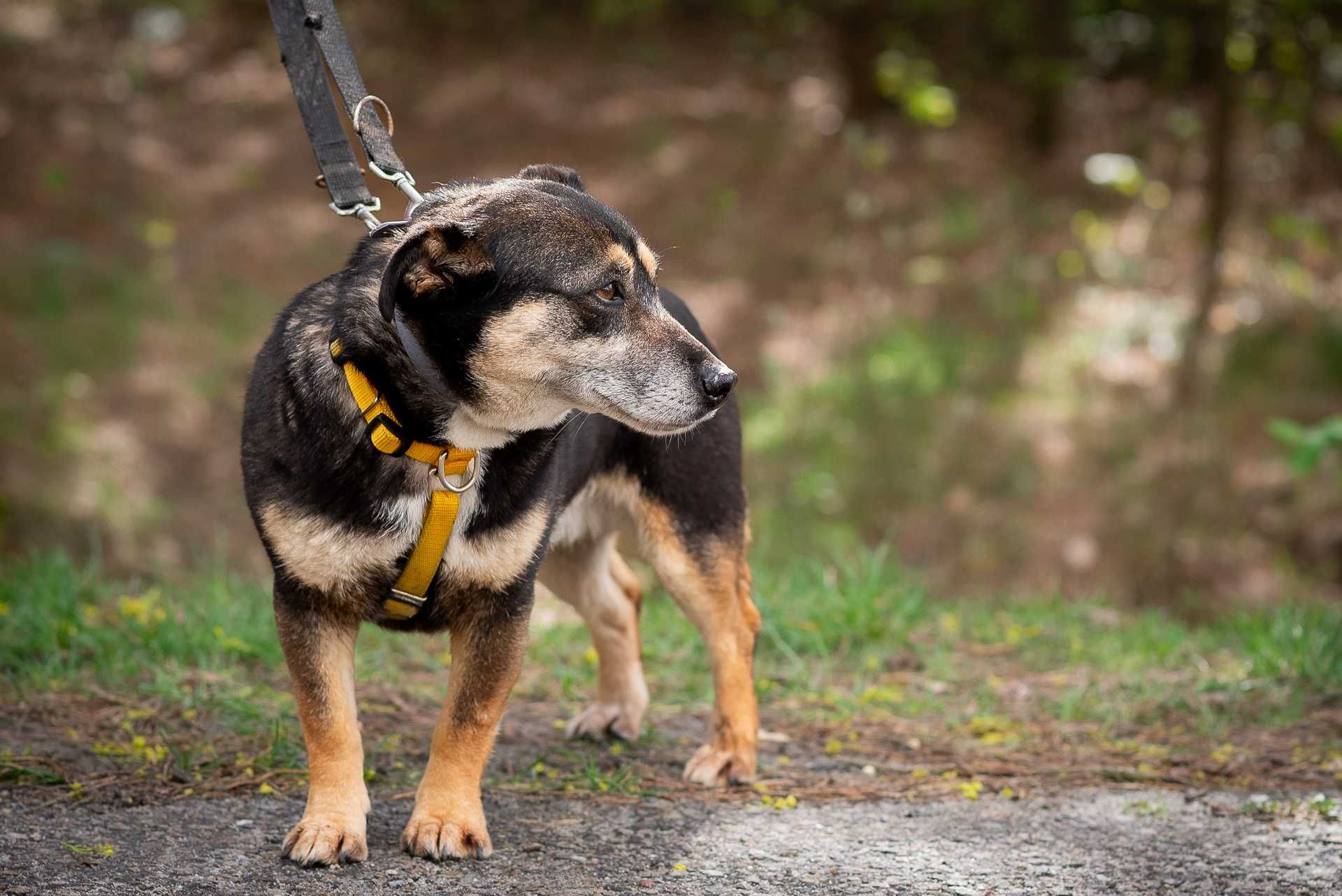 Shiba - spokojna i łagodna sunia