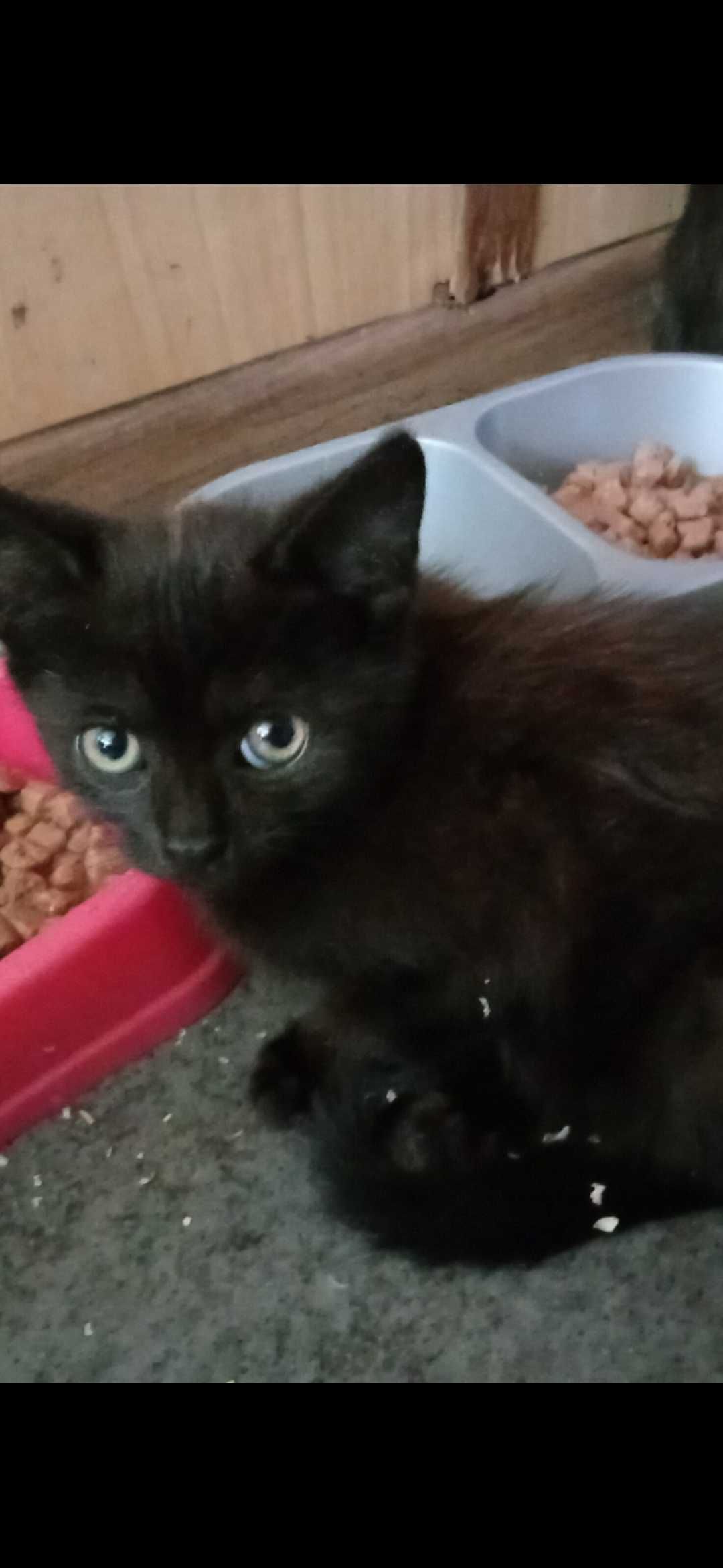 Czarny puchaty kocurek do adopcji
