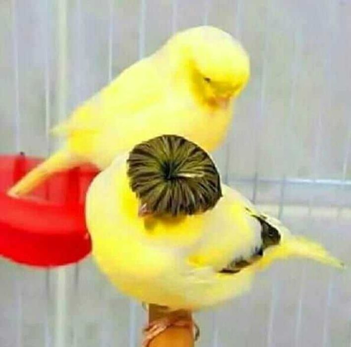 Vendo canários gulosters