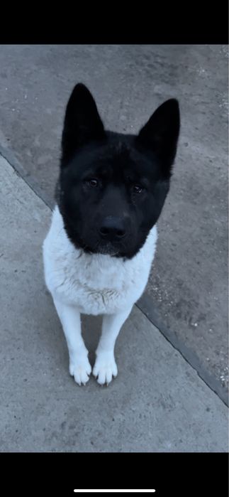 Вʼязка Американська акіта