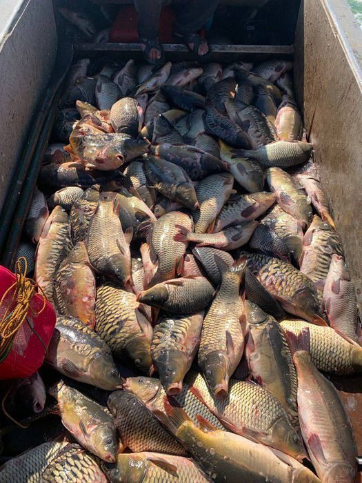 Рыба жывая.пппппп