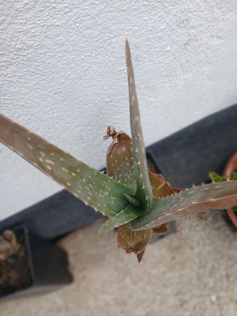 Aloe vera da Madeira.