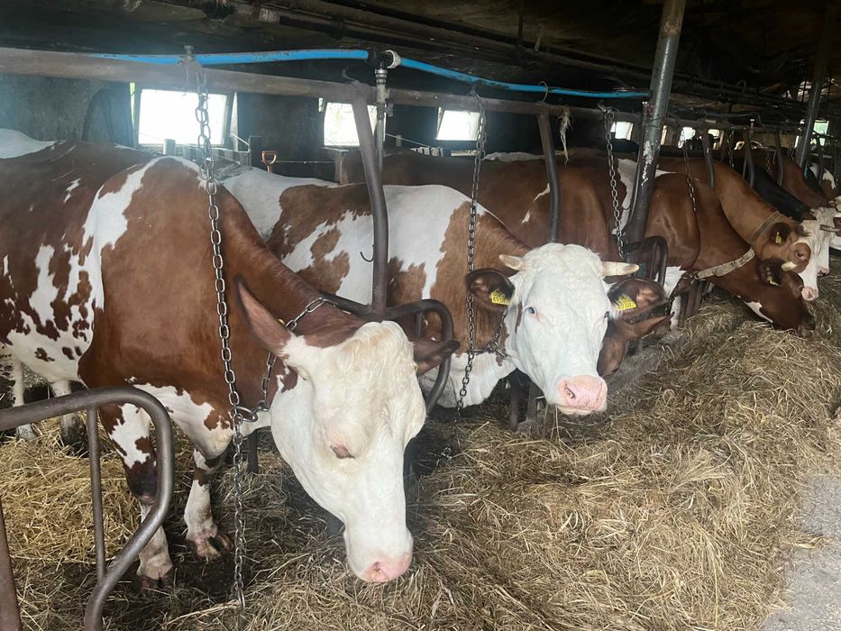 SPRZEDAM Krowy cielne, jałówki cielne