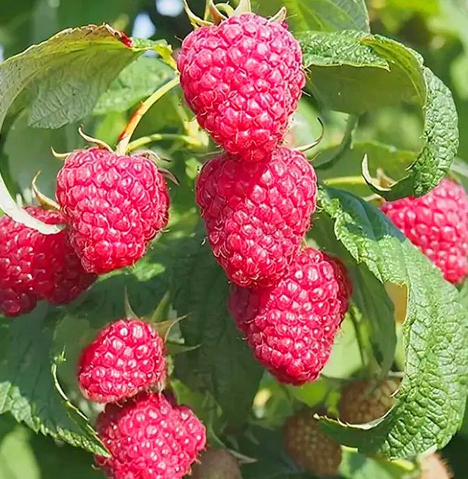 Саджанці малини  raspberry tree (ремонтантна) малина червона