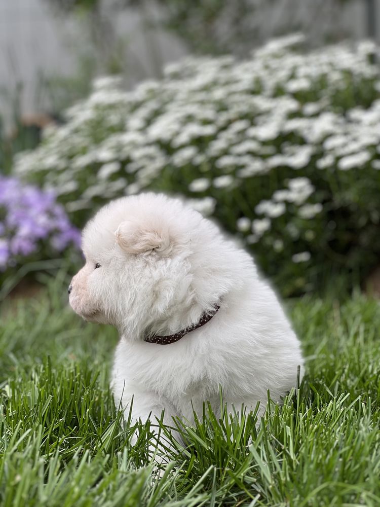 Urocze szczenięta samoyed samiec pies rodowód