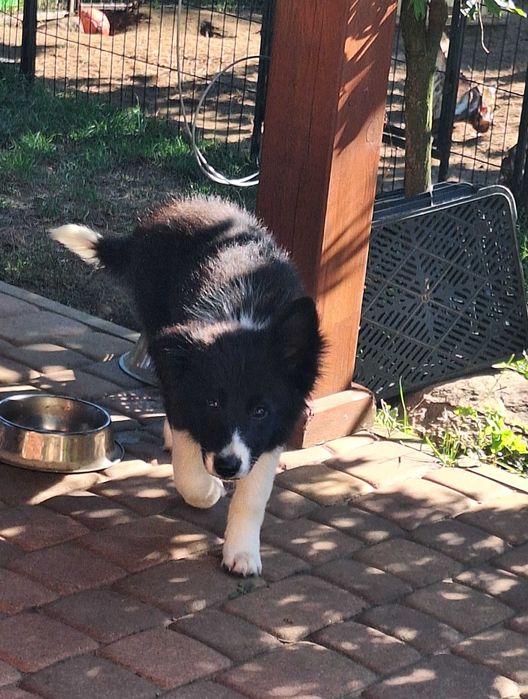 Piesek Border Collie ZKWP/FCI
