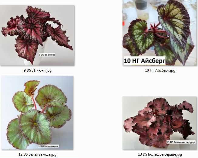 Бегония  декоративно-лиственные бегонии