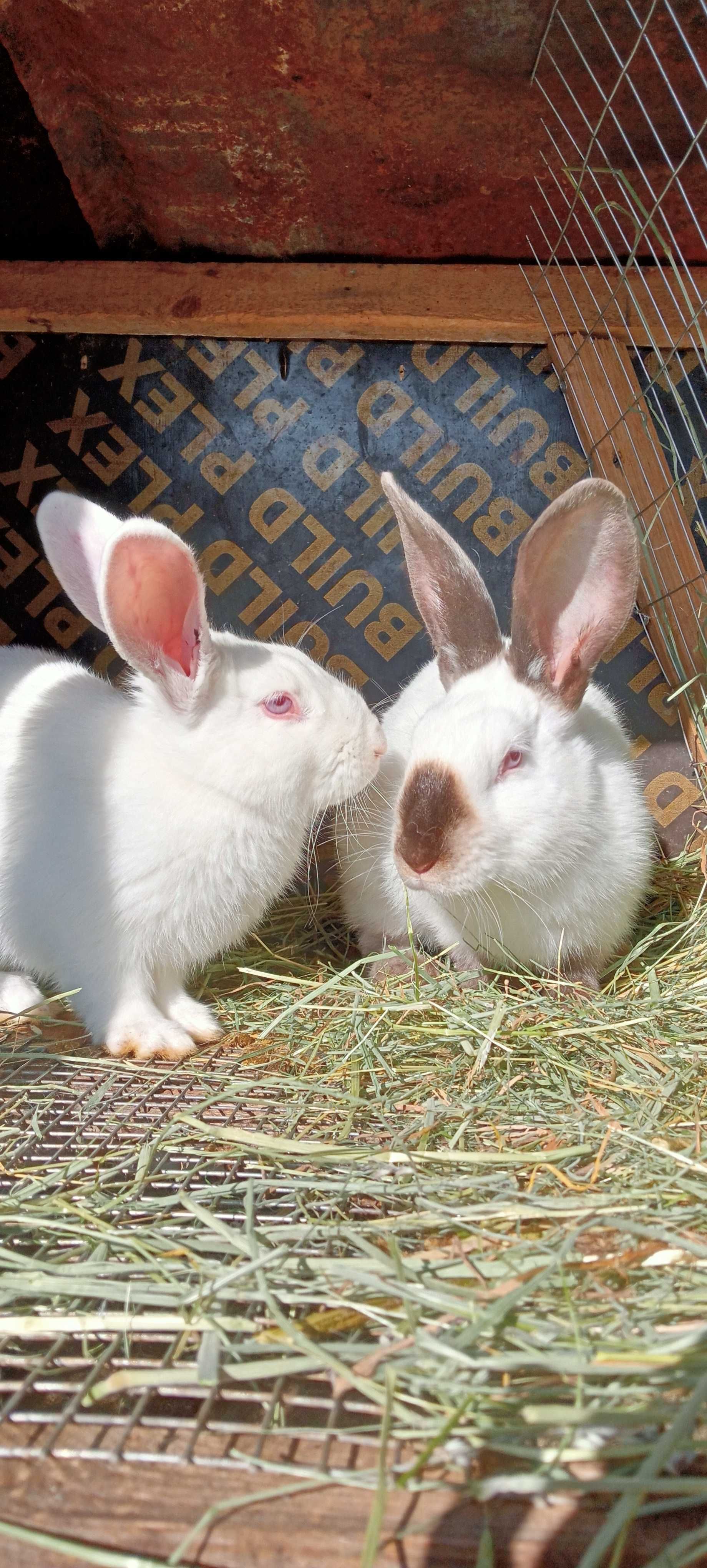 Кролики молодняк