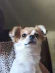 Piesek chihuahua odchowany