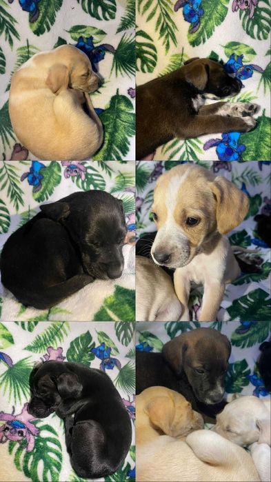 Estes patudos procuram um lar cheio de amor!