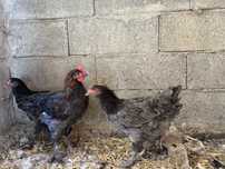 Casal marans jovens entre os 3 e 5 meses