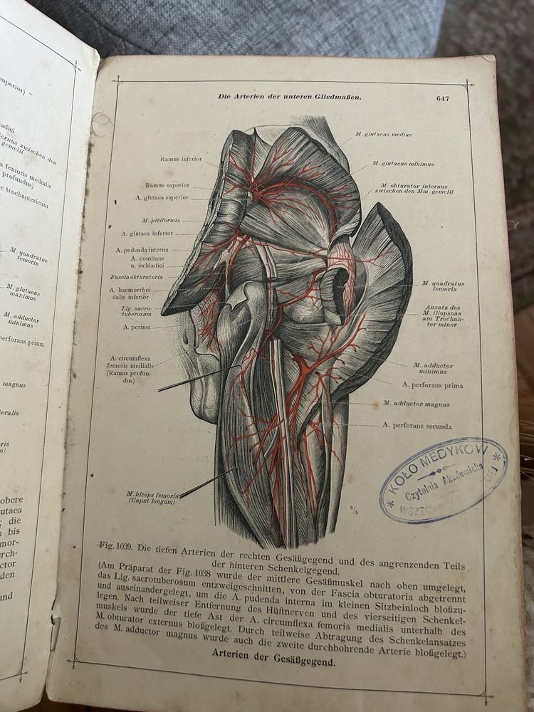 Анатомічний атлас, Anatomishcher Atlas, Carl Toldt