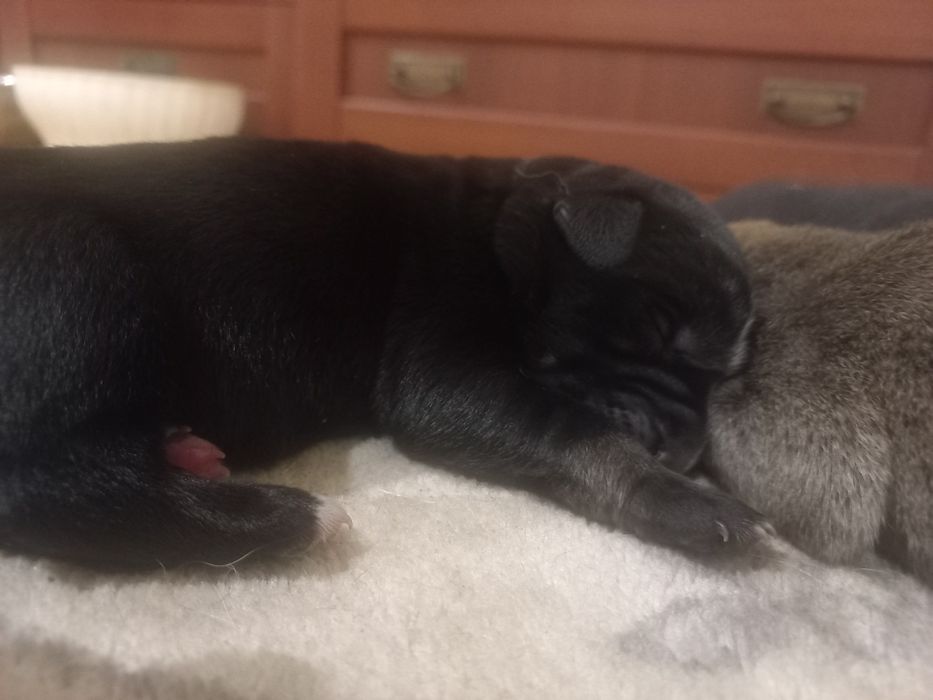 Zostały dwa pieski do oddania