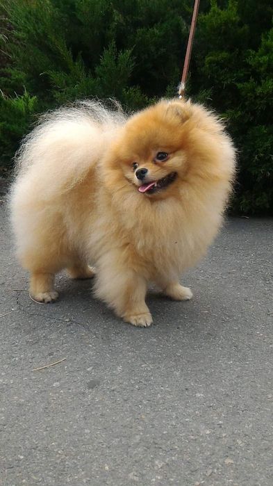 ВЯЗКА.  Померанский шпиц.