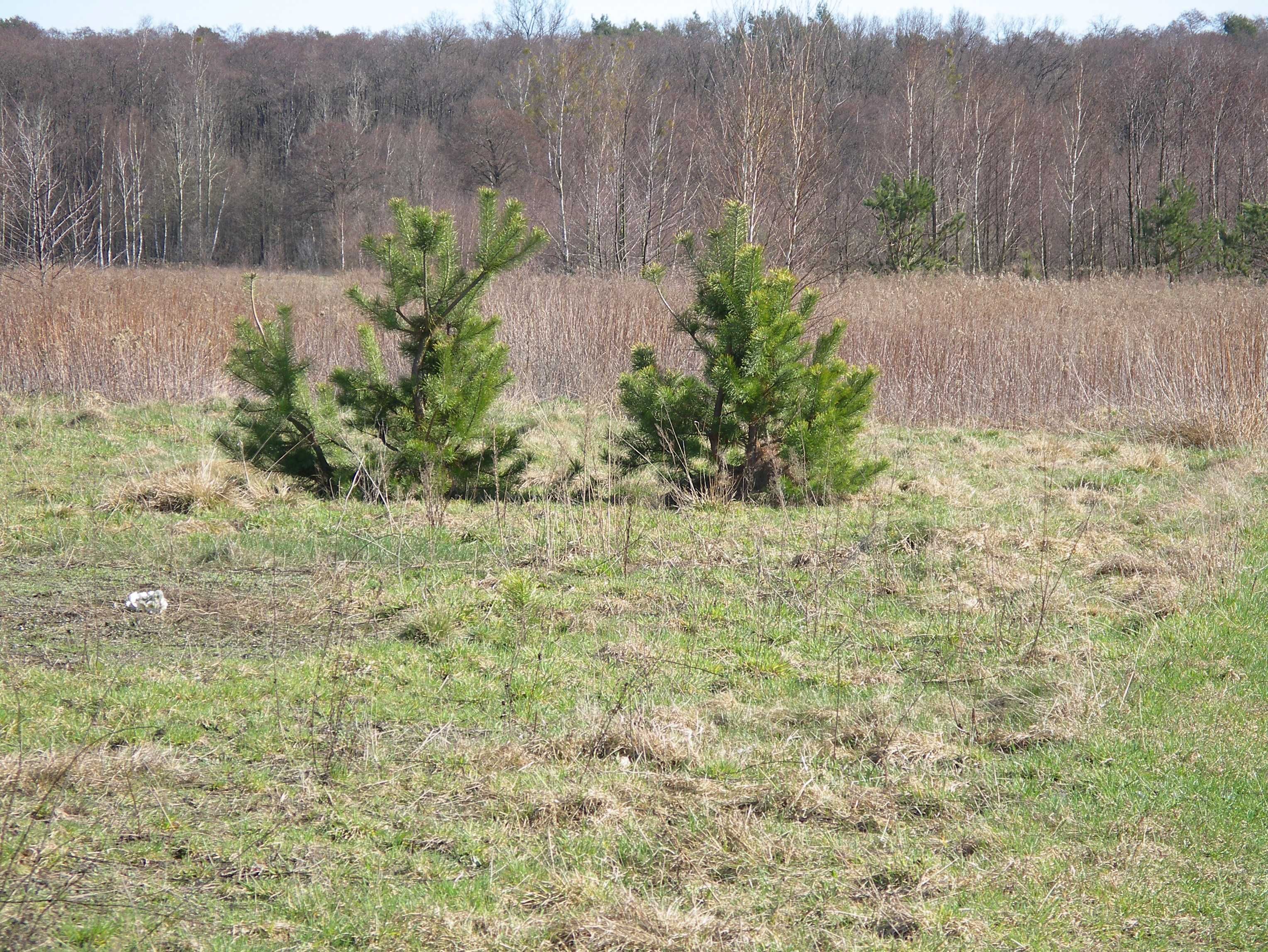 Nowy Wilków - kameralna działka budowlana przy Puszczy Kampinoskiej