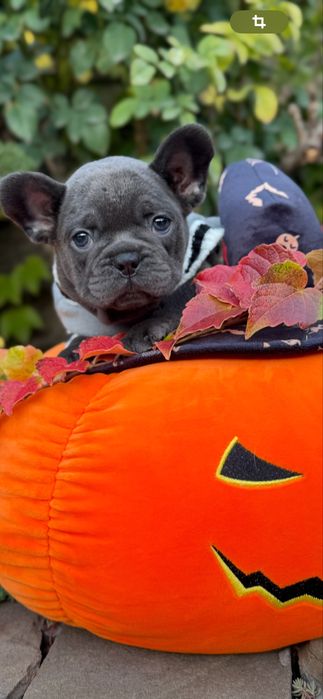 Шикарная мальчишка в голубом окрасе качество