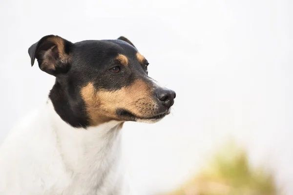 Dá-se Cão muito meigo