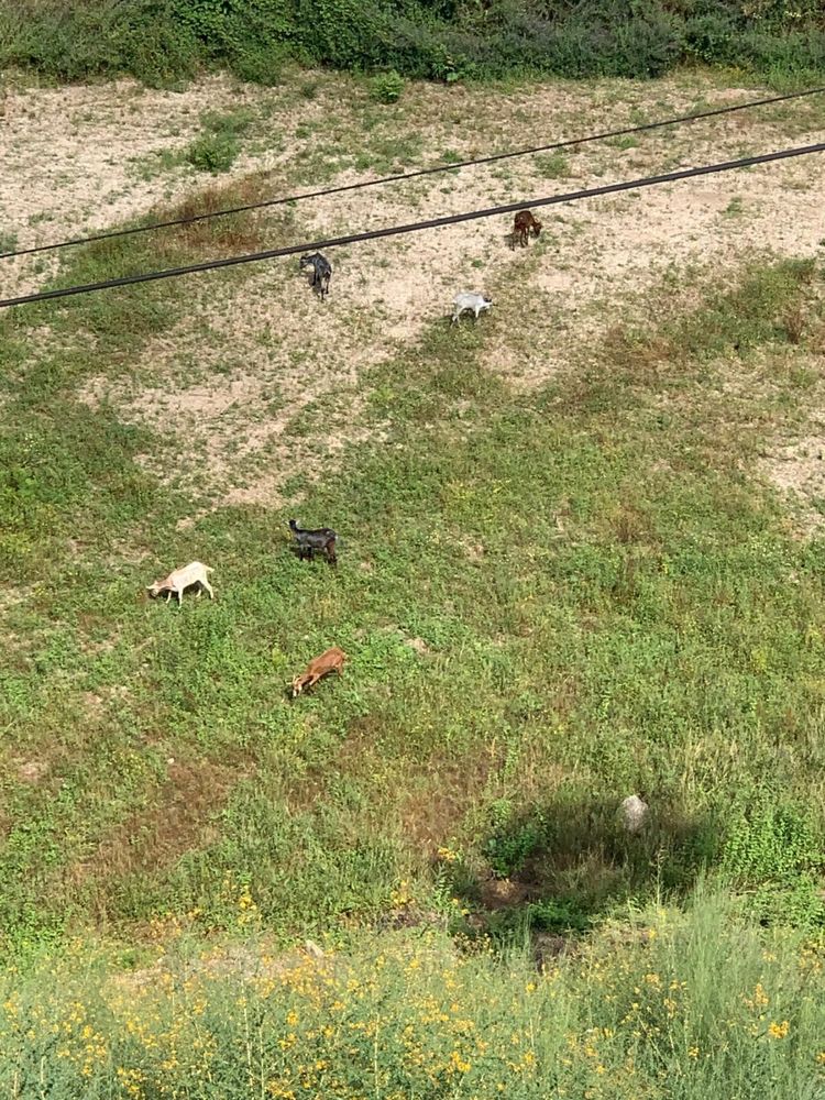 Cabras / Cabrito
