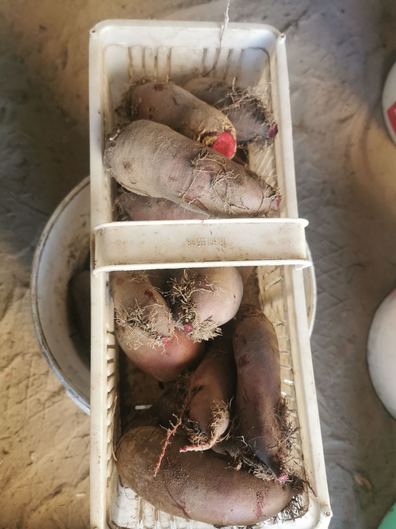Marchew, marchewka, cebula z 2025