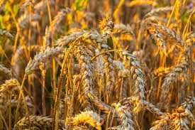 SPRZEDAM ZBOŻE pszenżyto i owies