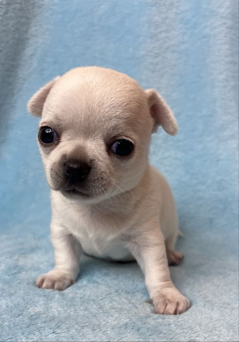 Chihuahua Macho Pelo Curto