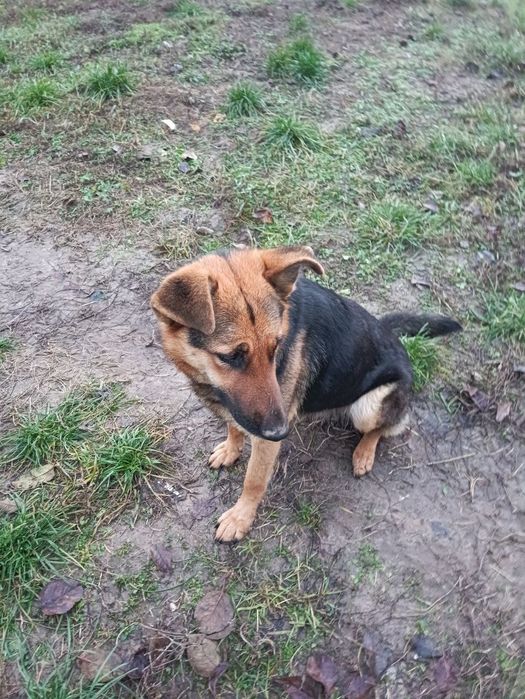 Німецька Вівчарка Дівчинка Напівкровка