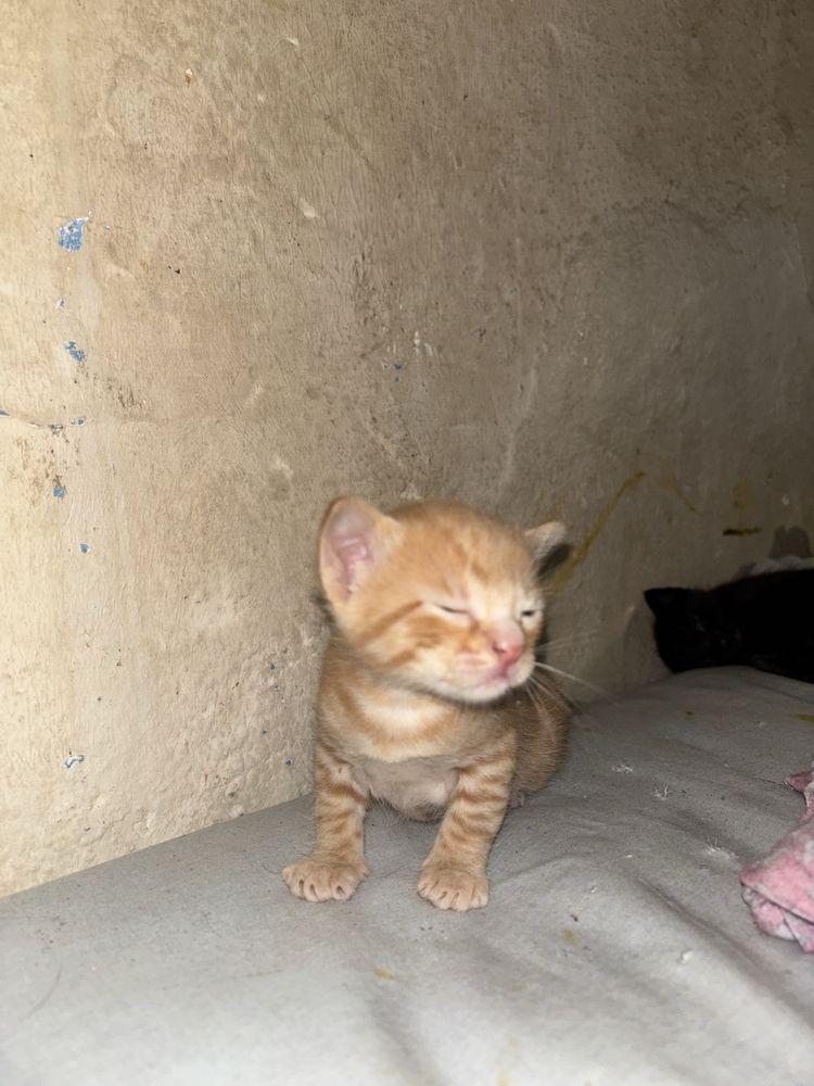 Gatinha para adoção responsável