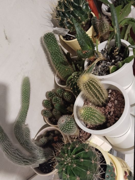 Продам.  кактус .