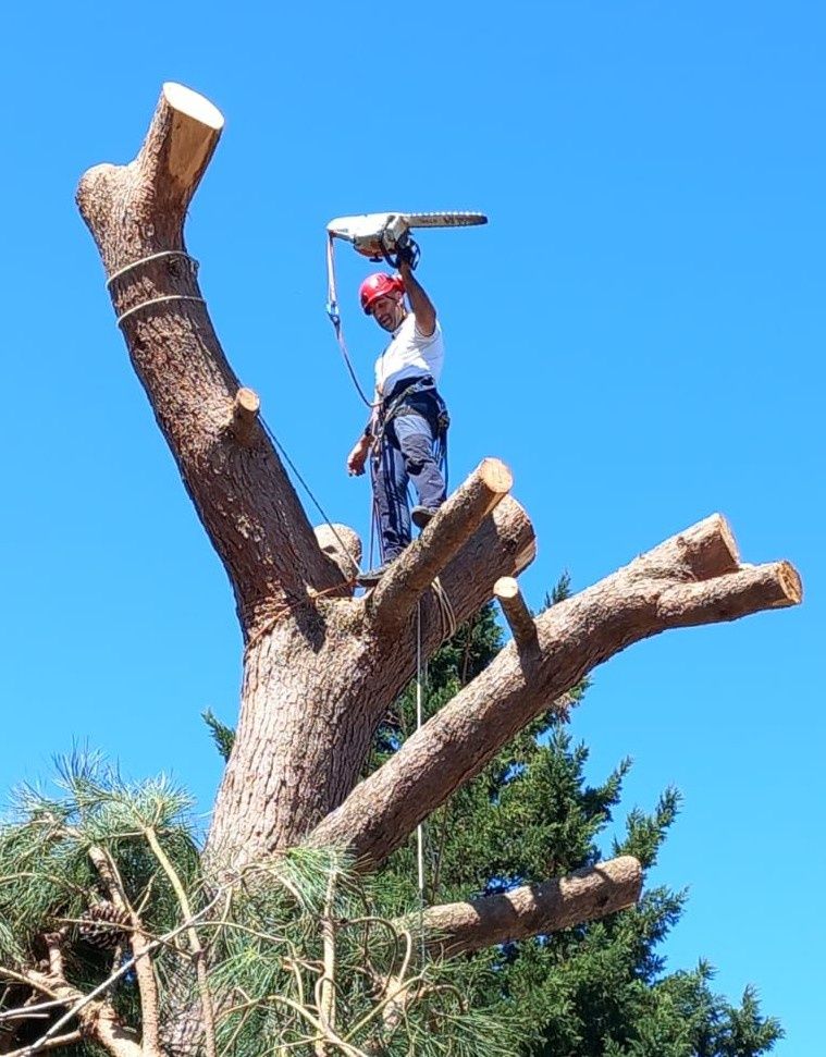 Corte e abate de árvores com elevado grau de perigosidade.