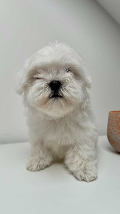 Piękna Suczka z Metryka. Maltańczyk. Mini. Do odbioru.