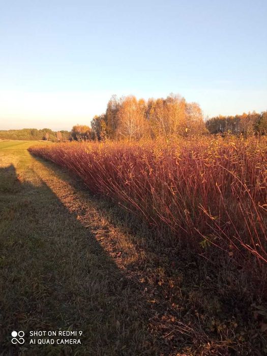 Wiklina zielona niesortowana