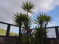Palmeiras Australianas e yuka elephantus e dracaenas