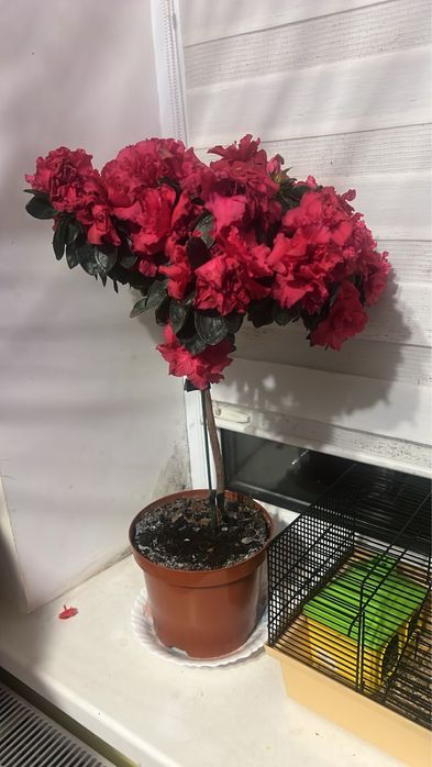 Квіти Білгород-Дністровський