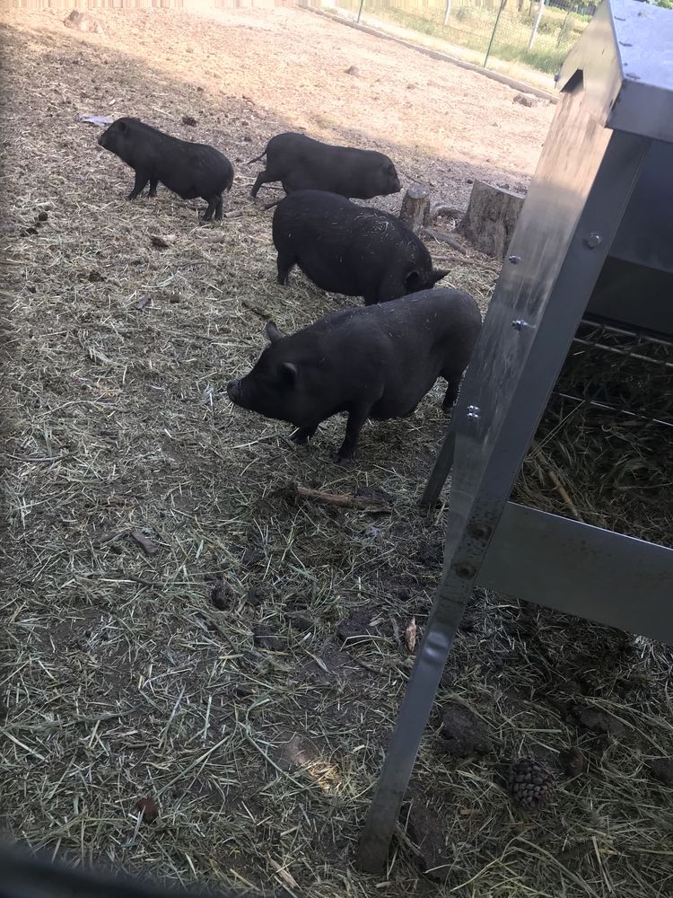 Porcos Anãs - pretos