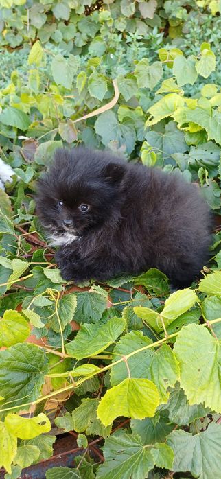 Lulu da Pomerânia macho muito pequenino