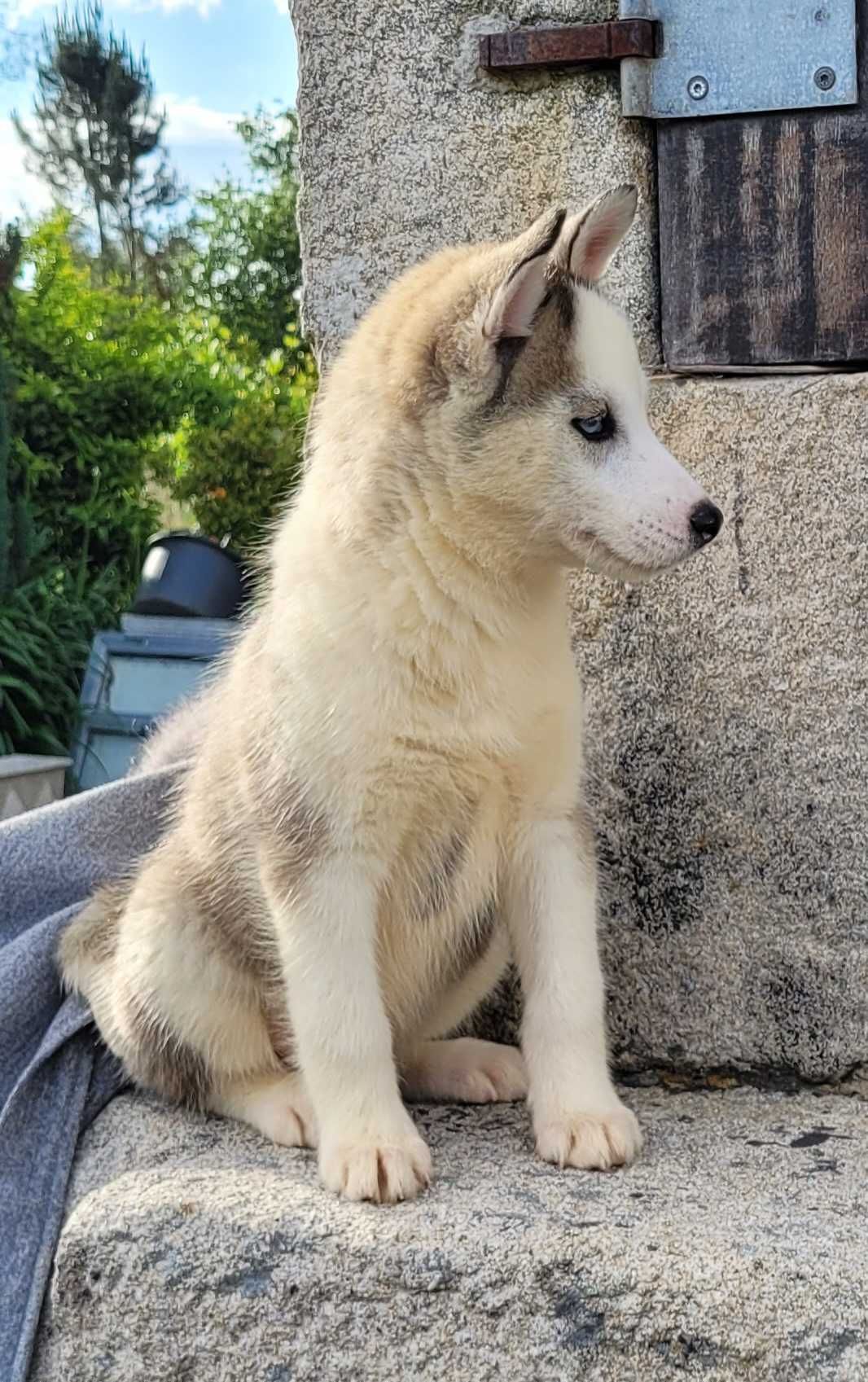 Husky Siberiano Fêmea