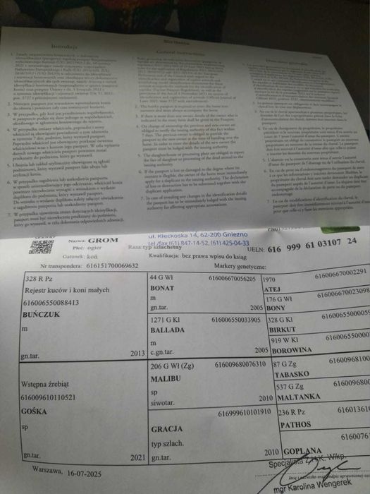 Sprzedam rocznego ogierka