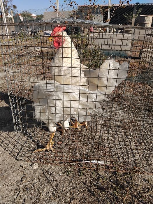 Dois galitos leghorn para conhecer novas capoeiras